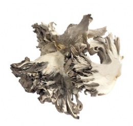 Organic Dried Maitake
